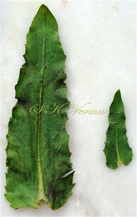  Leaves